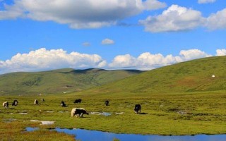 红原旅游景点攻略一日游？红原旅游景点攻略一日游？