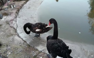 盘锦旅游攻略必玩的景点推荐一下？盘锦旅游攻略自由行？