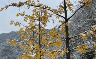 西岭雪山自由行攻略一日游时间，西岭雪山旅游路线？