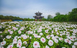 春节去哪里旅游好春节旅游线路推荐菏泽，菏泽过年好玩的地方？