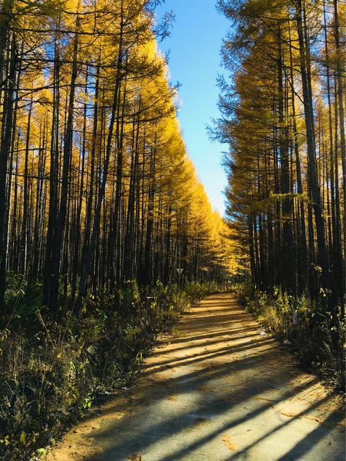 伊春旅游攻略自驾游五花山路线,伊春的五花山图片-第2张图片-诗丽旅游网 伊春旅游攻略自驾游五花山路线,伊春的五花山图片-第2张图片-诗丽旅游网