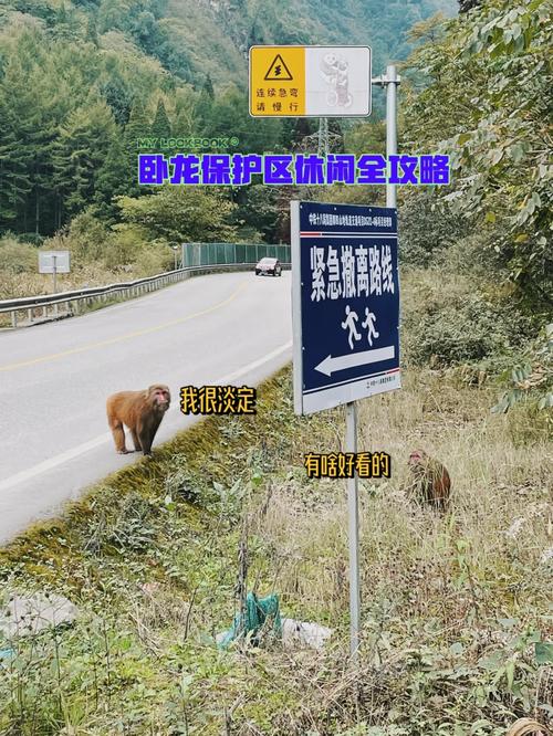 四川卧龙旅游攻略路线?四川卧龙景区门票?-第2张图片-诗丽旅游网 四川卧龙旅游攻略路线?四川卧龙景区门票?-第2张图片-诗丽旅游网