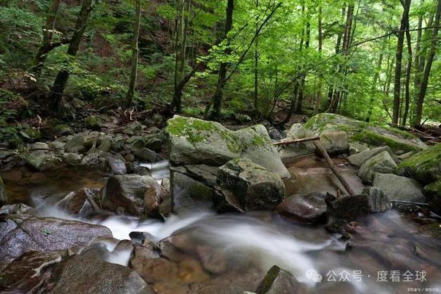 四川卧龙旅游攻略路线?四川卧龙景区门票?-第6张图片-诗丽旅游网 四川卧龙旅游攻略路线?四川卧龙景区门票?-第6张图片-诗丽旅游网