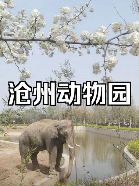 沧州旅游推荐路线?沧州旅游路线画画?-第6张图片-诗丽旅游网 沧州旅游推荐路线?沧州旅游路线画画?-第6张图片-诗丽旅游网