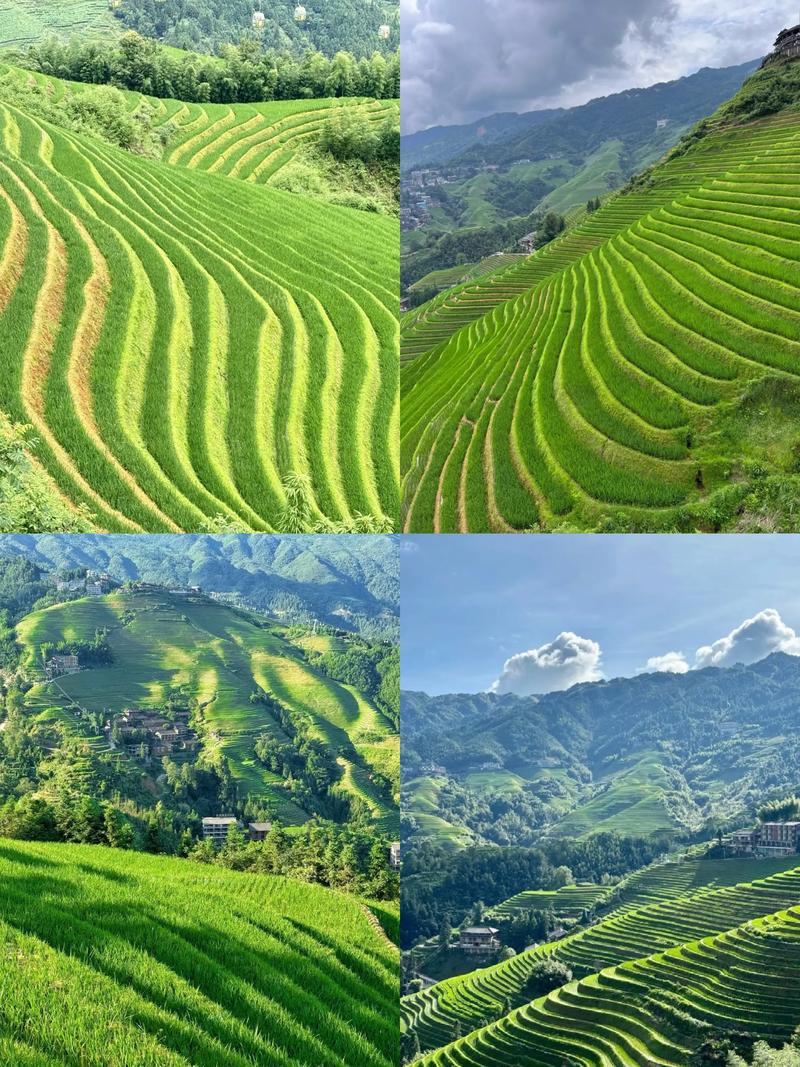 龙脊梯田旅游详细攻略,龙脊梯田旅游详细攻略一日游-第4张图片-诗丽旅游网 龙脊梯田旅游详细攻略,龙脊梯田旅游详细攻略一日游-第4张图片-诗丽旅游网