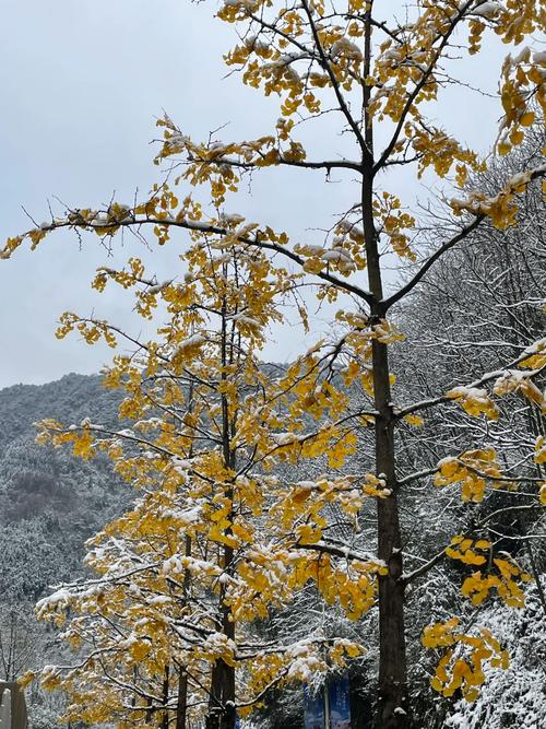 西岭雪山自由行攻略一日游时间,西岭雪山旅游路线?-第1张图片-诗丽旅游网 西岭雪山自由行攻略一日游时间,西岭雪山旅游路线?-第1张图片-诗丽旅游网