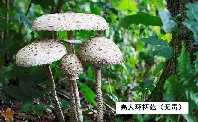 河源市旅游景点攻略,河源旅游必去前十景点推荐-第4张图片-诗丽旅游网 河源市旅游景点攻略,河源旅游必去前十景点推荐-第4张图片-诗丽旅游网