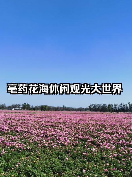 亳州市旅游攻略自驾游?安徽亳州前十旅游景点?-第2张图片-诗丽旅游网 亳州市旅游攻略自驾游?安徽亳州前十旅游景点?-第2张图片-诗丽旅游网