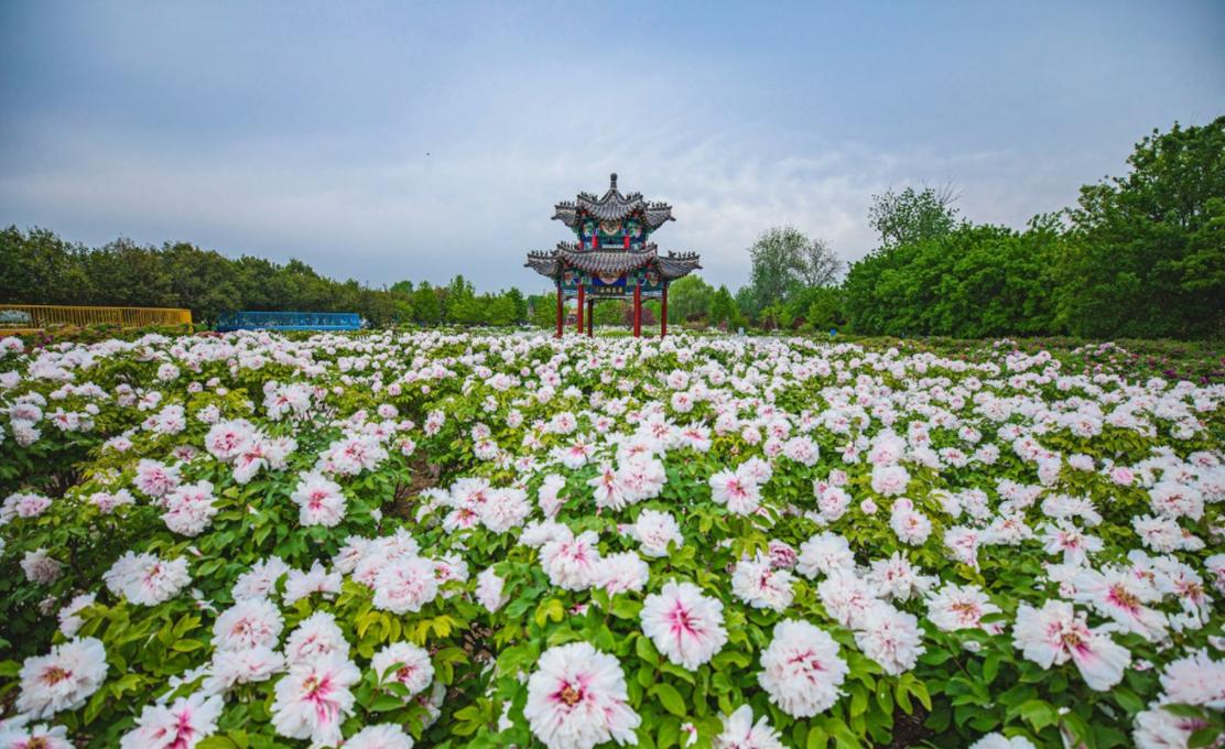 春节去哪里旅游好春节旅游线路推荐菏泽,菏泽过年好玩的地方?-第1张图片-诗丽旅游网 春节去哪里旅游好春节旅游线路推荐菏泽,菏泽过年好玩的地方?-第1张图片-诗丽旅游网
